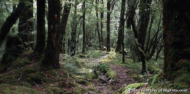 NZ Forest